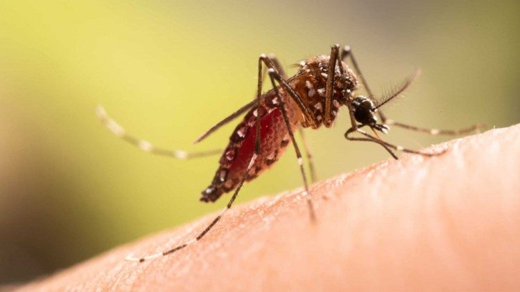 Cabo Verde: Dengue continua no país
