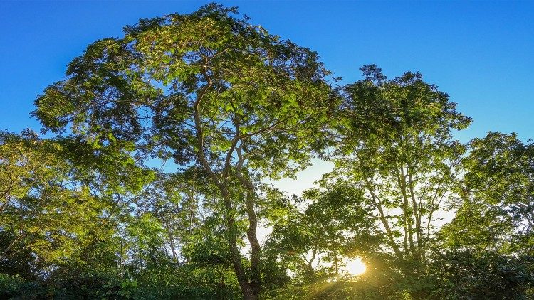 Laudato Si, 10 anos da Carta do cuidado e da ternura da Terra e suas criaturas Laudato Si, 10 anos da Carta do cuidado e da ternura da Terra e suas criaturas