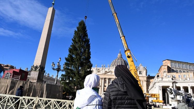 Árvore de Natal já está na Praça de São Pedro