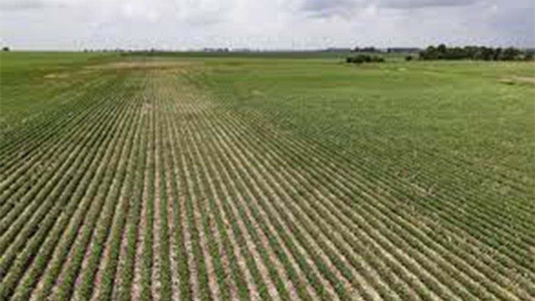 Santa Sé: modelos mais eficientes e sustentáveis para a produção agroalimentar