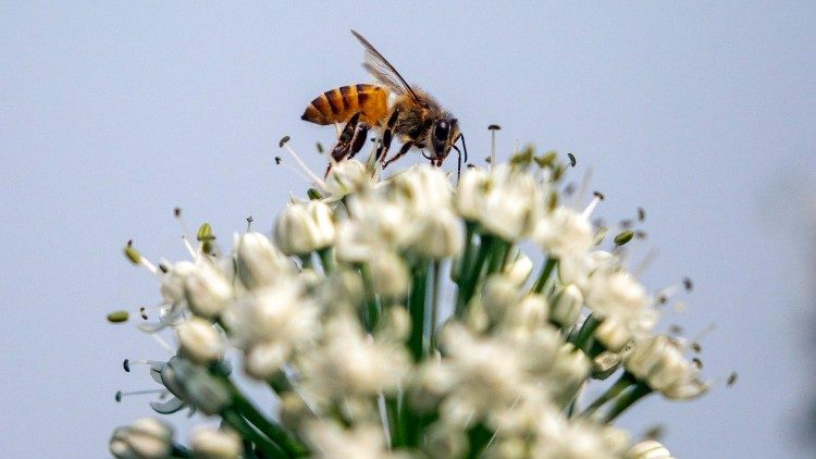ONU: acelerar os esforços para deter a perda de biodiversidade